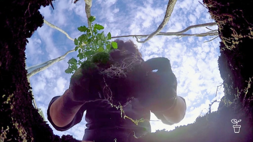 Looking up from planting hole at plant being lowered into soil