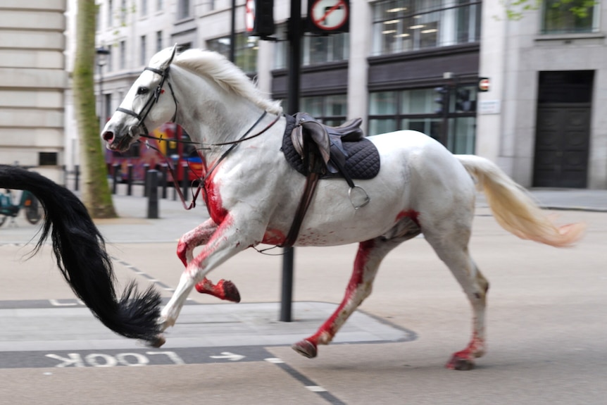 A saddled white horse with blood on its chest and forelegs runs through the street.