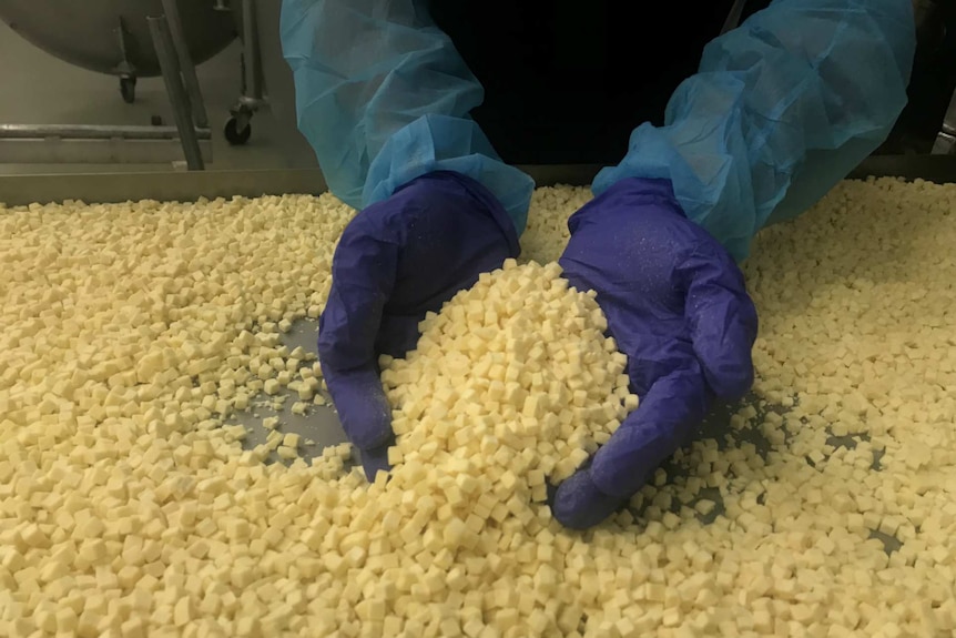 Gloved hands scooping up freeze dried cheese.