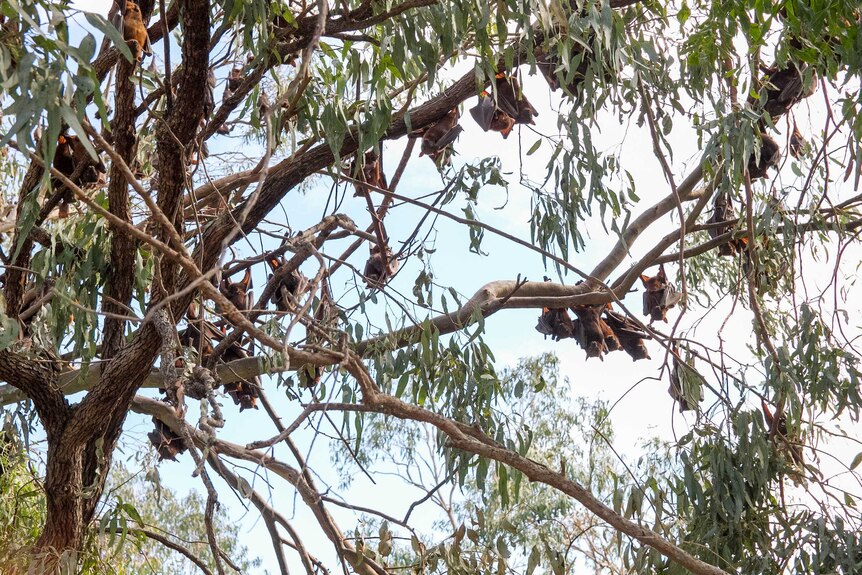 Dozens of little red flying foxes hanging in a tree at Charleys Creek in Chinchilla.