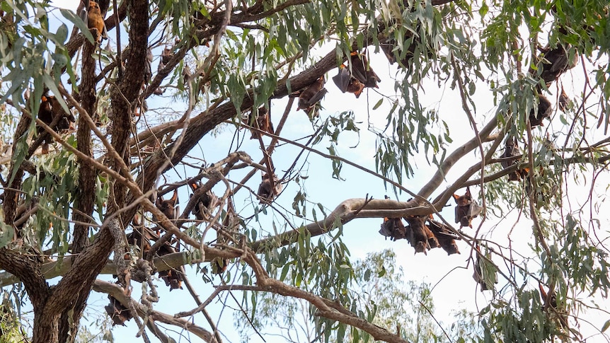 Dozens of little red flying foxes hanging in a tree at Charleys Creek in Chinchilla.