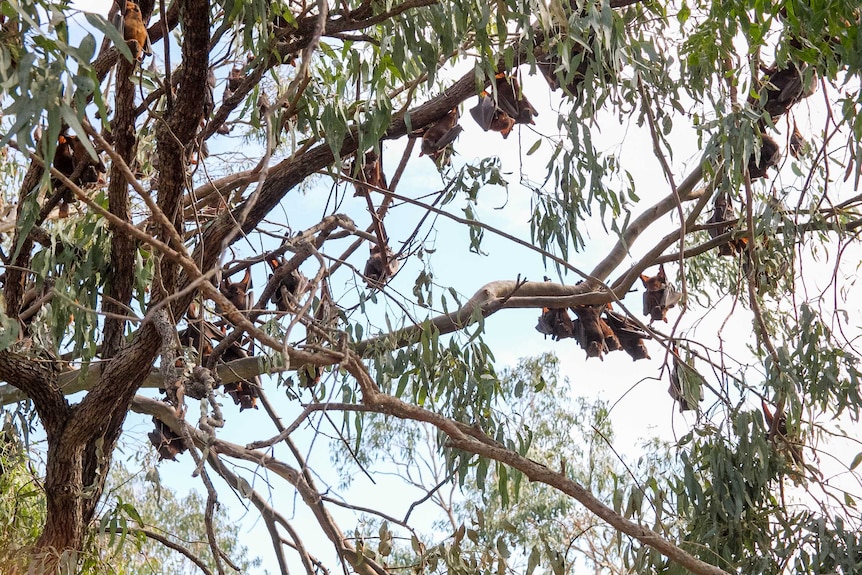 A tree with flying foxes hanging from the branches.