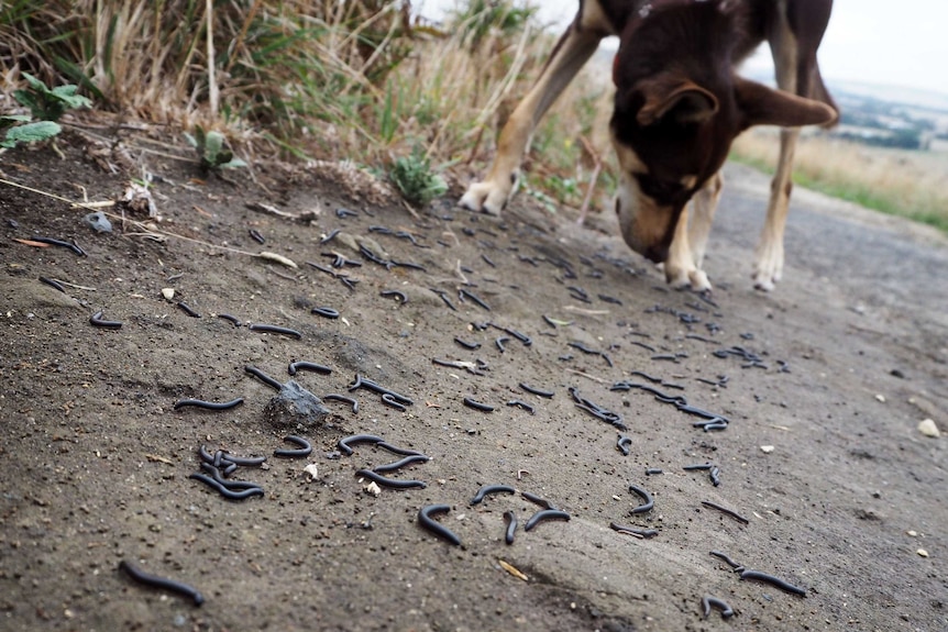 Thousands of millipedes