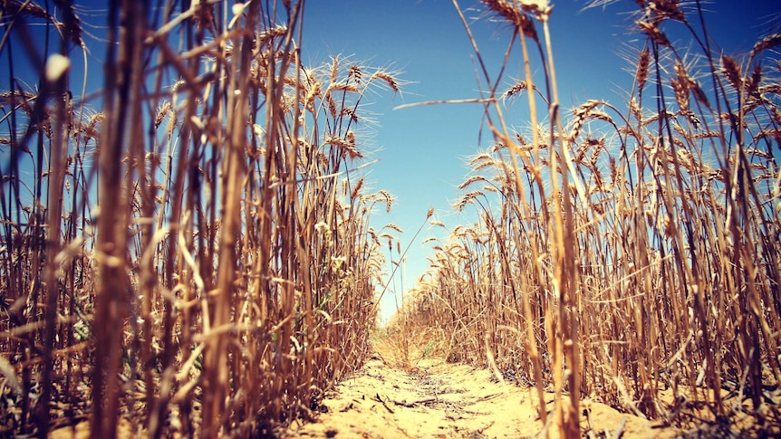 Stalks of wheat stand in a field under a clear blue sky.