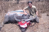Researcher Stewart Pittard kneels beside a buffalo fitted with a tracking-collared feral Asian swamp buffalo
