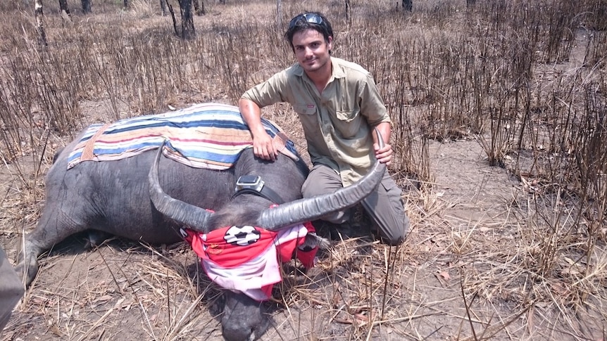 Researcher Stewart Pittard kneels beside a buffalo fitted with a tracking-collared feral Asian swamp buffalo