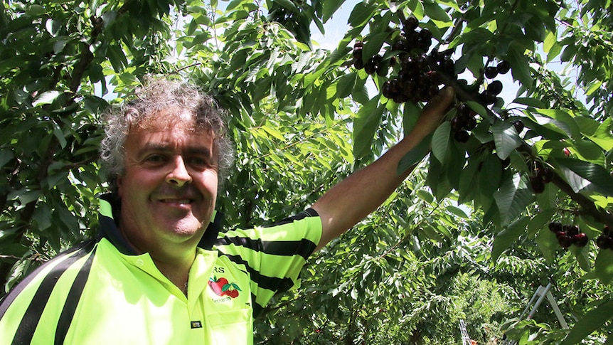 Cherry grower Shane Weeks in his orchard in Tasmania