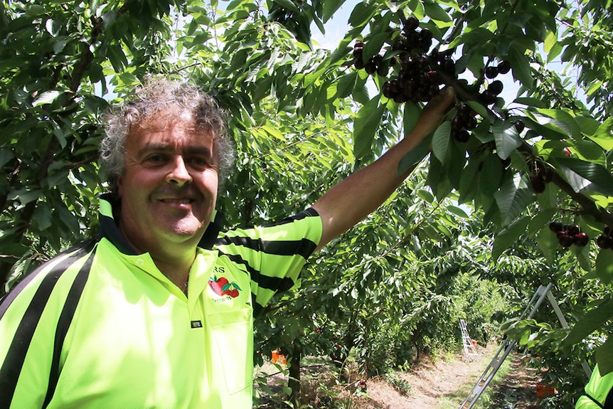 Cherry grower Shane Weeks in his orchard in Tasmania
