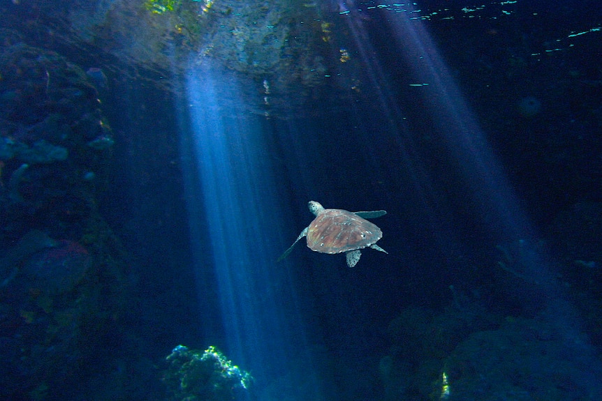 A turtle swims towards a shaft of light in the ocean.