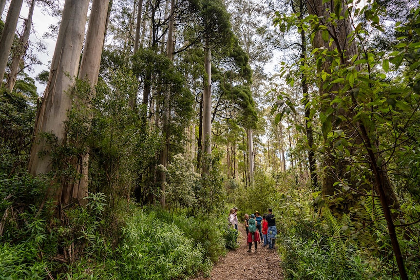 A group of people stand on a walking track surrounded by very tall eucalyptus trees.