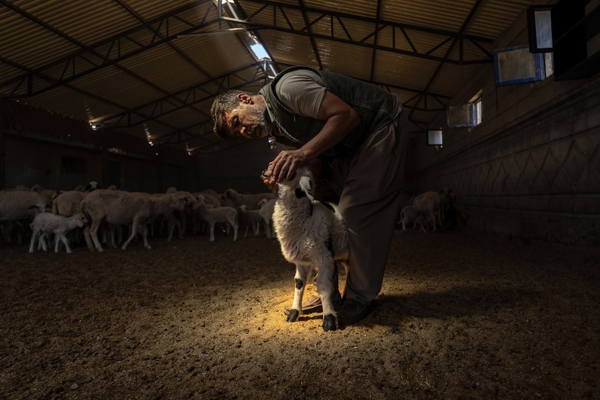 A middle-aged man with scruffy beard bends over to inspect a young lamb's face