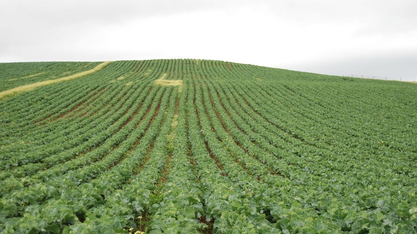 Leafy vegetable crop in Tasmania