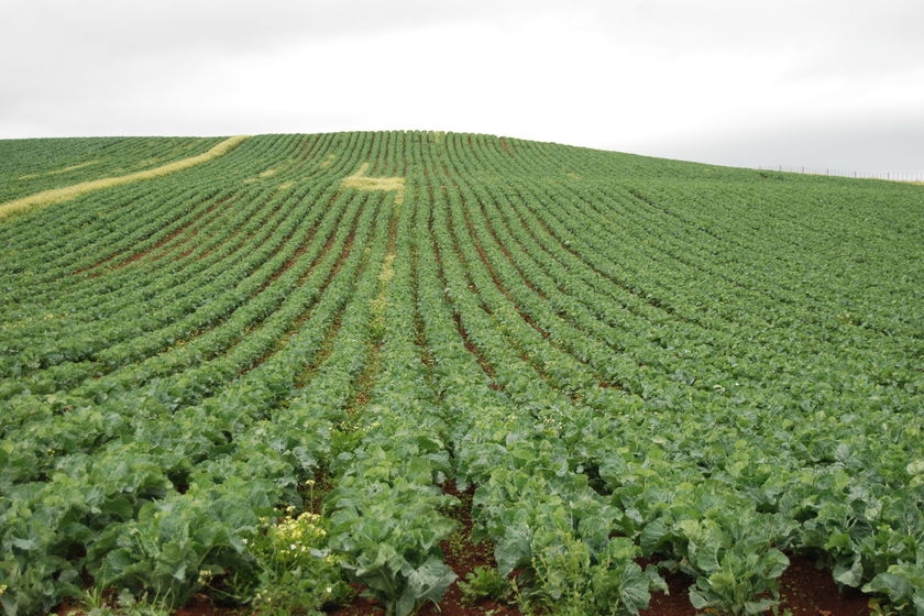 Rows of vegetables stretch into the distance