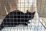 Black cat in cage
