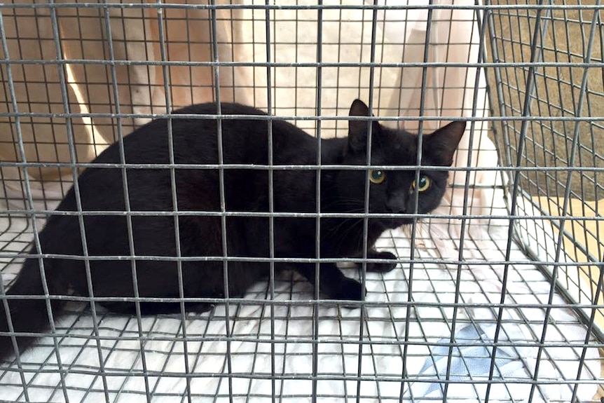 Black cat in cage