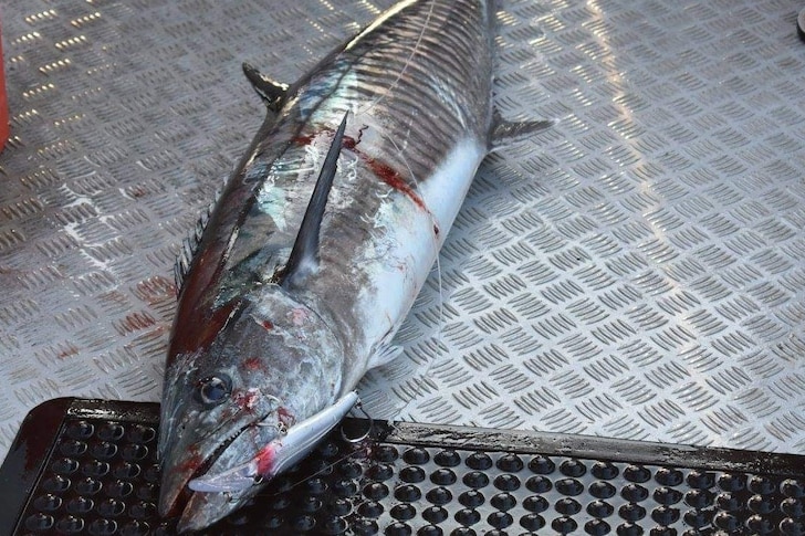 Spanish mackerel on boat