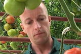 Head grower Adrian Simkins inspects a fresh tomato.