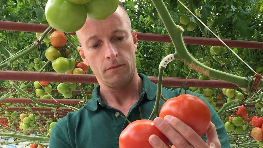 Head grower Adrian Simkins inspects a fresh tomato.