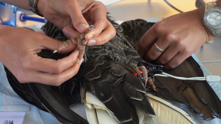 Murdoch University staff with a Baudin cockatoo