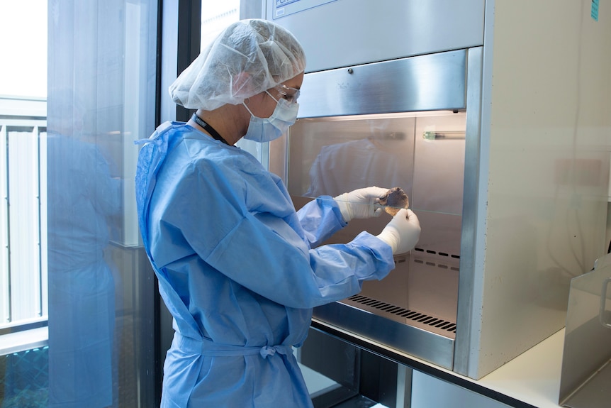 Woman in blue PPE holding and inspecting a small bone.