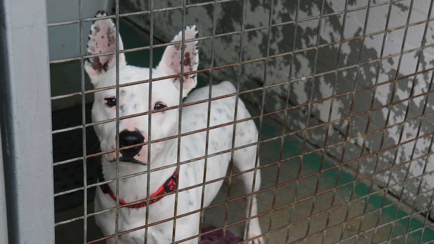 Radar the Staffordshire bull terrier cross looks out from his pen at the Weston facility.