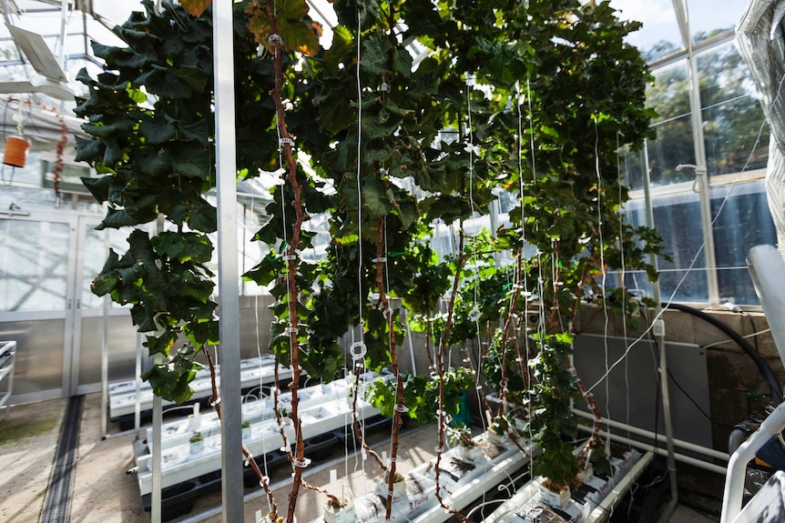 Trial grape vines in a greenhouse