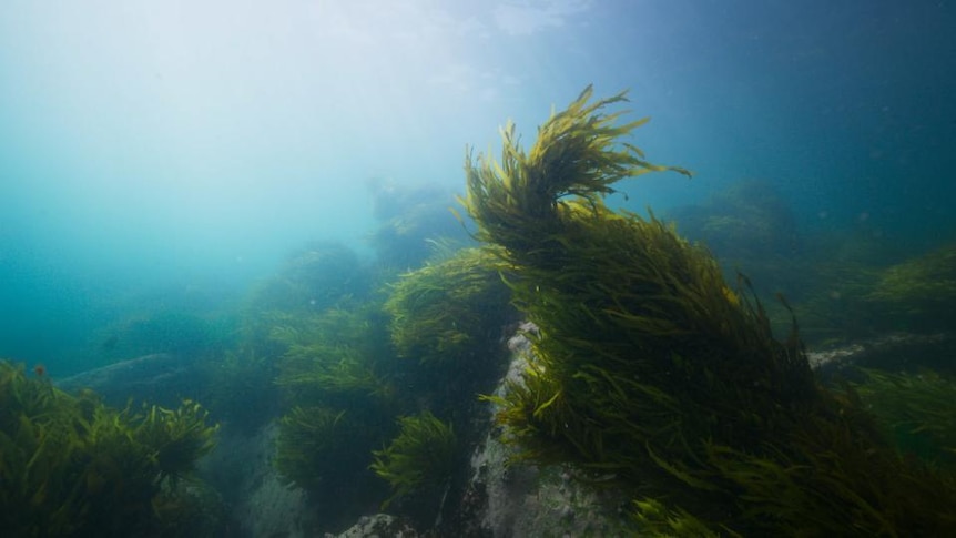 Seaweed underwater