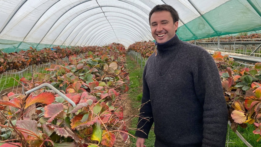 Man in grey jumper stands next to row of strawberry plants, inside a plastic tunnel. 