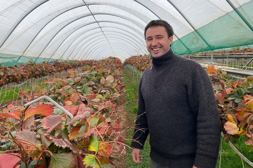 Man in grey jumper stands next to row of strawberry plants, inside a plastic tunnel. 