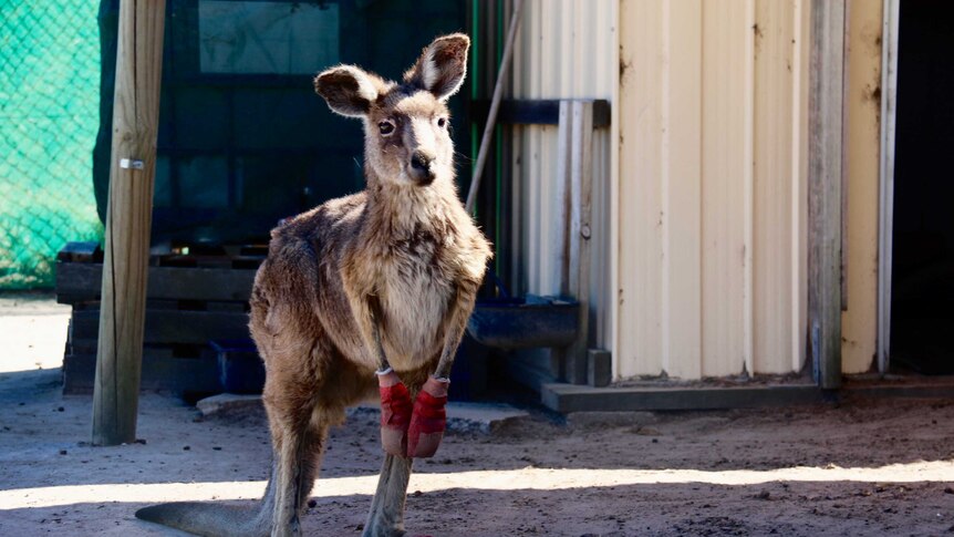 A kangaroo with bandages on her feet and front paws.