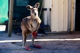A kangaroo with bandages on her feet and front paws.