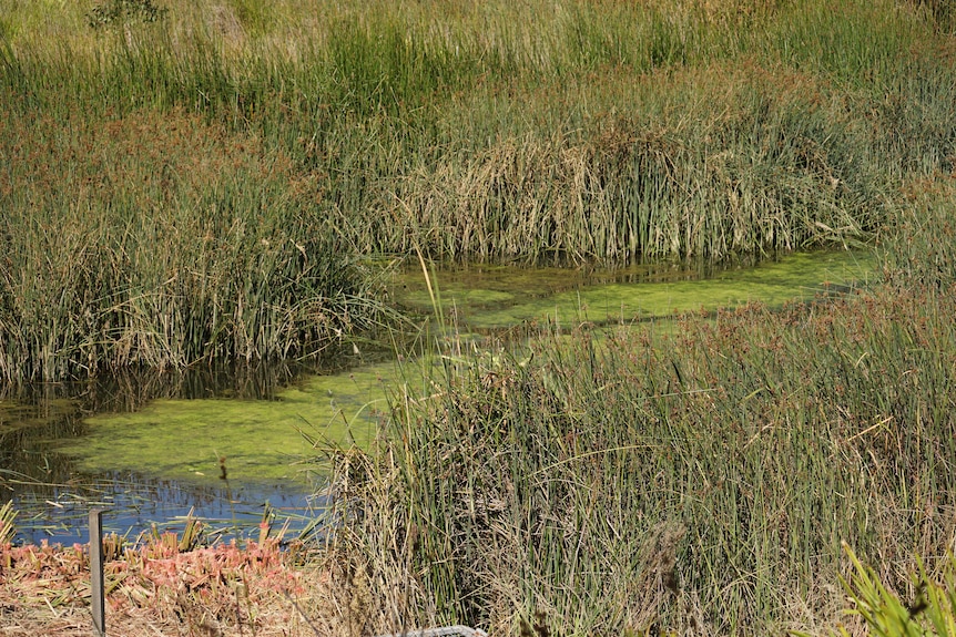 Algae in wetlands in Torquay