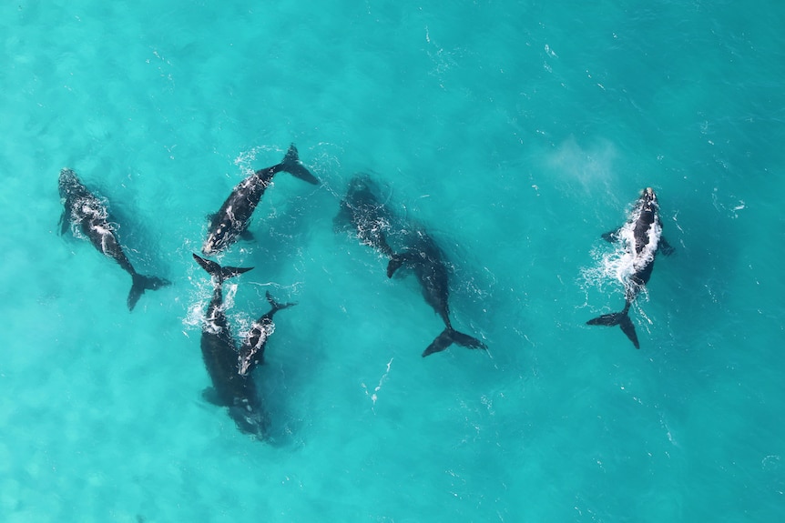 A pod of whales as seen from above.