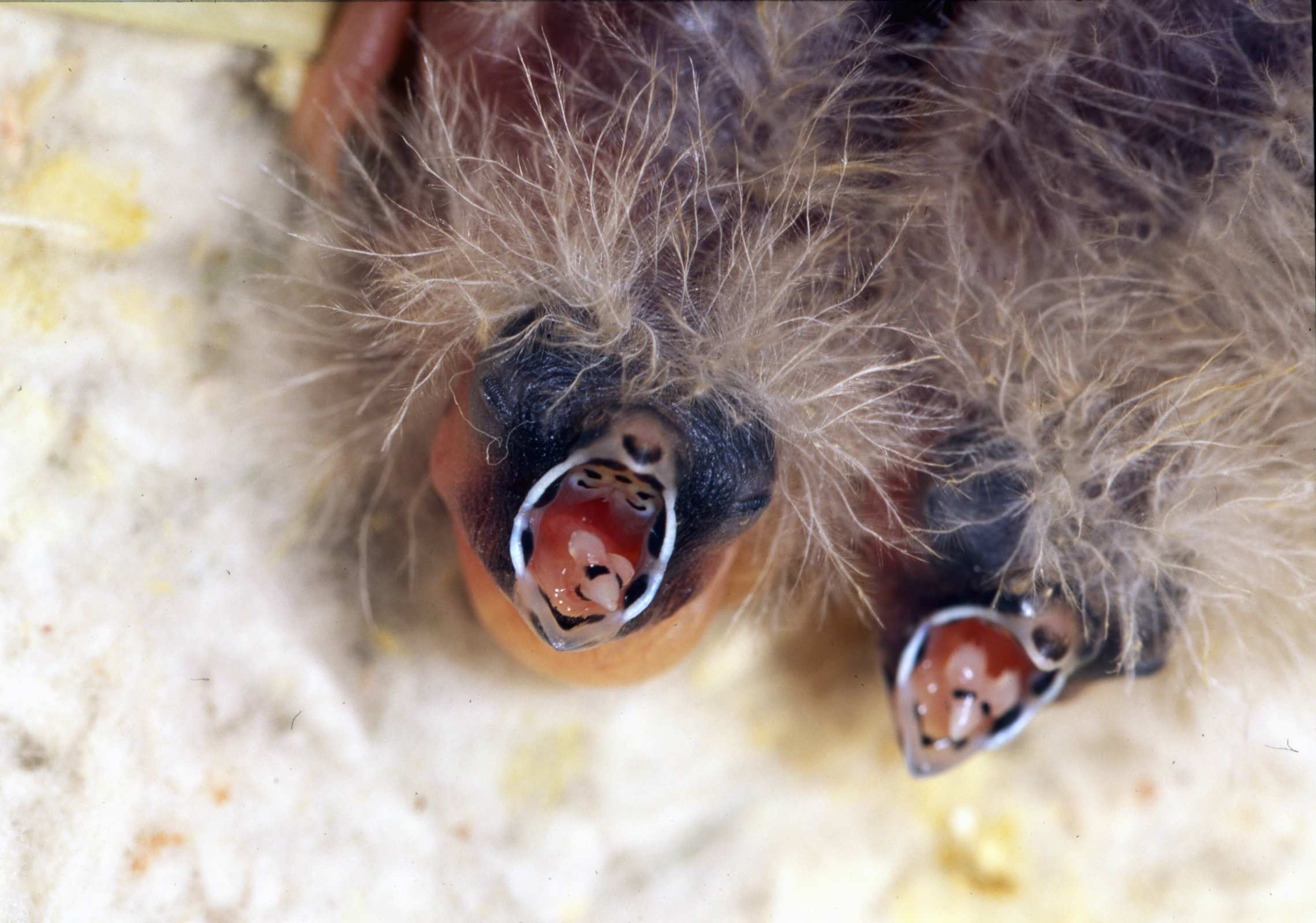 Zebra finches program offspring for a hotter world - ABC listen