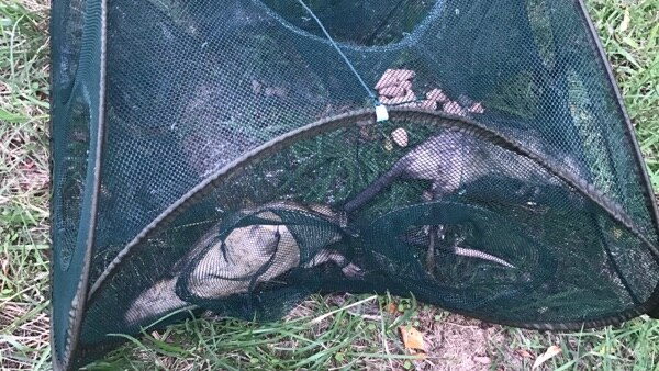 Trap with water rats pulled from Lake Burley Griffin