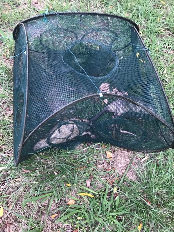 Trap with water rats pulled from Lake Burley Griffin