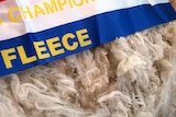 Top quality wool