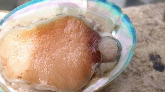 Diseased abalone in a blue rimmed glass dish.