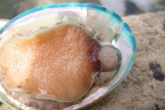 Diseased abalone