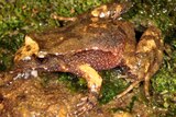 Tinker frog, Taudactylus liemi.