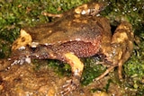 Tinker frog, Taudactylus liemi.