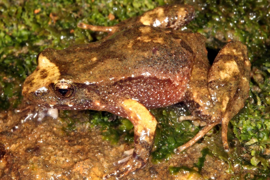 A small brown and yellow frog.