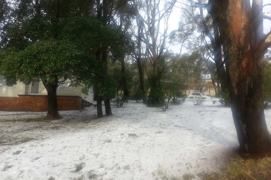 It looked like a blanket of snow in Bateau Bay