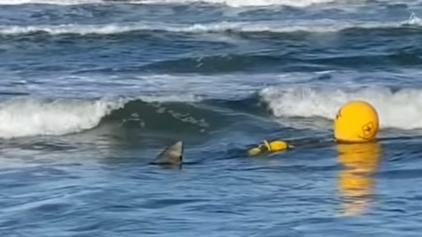 Shark filmed in fatal struggle with Qld drumline lures fresh criticism of control program
