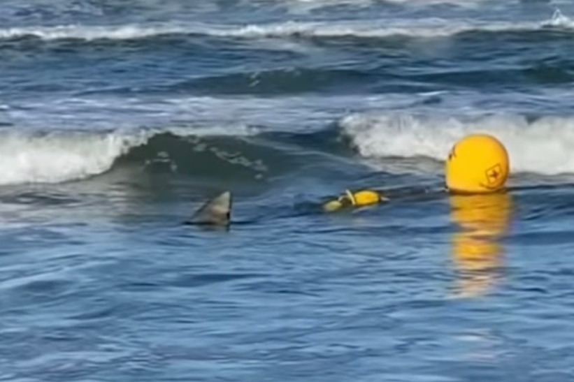 Shark fin in waves with buoy behind