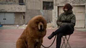 A Tibetan mastiff dog is displayed for sale at a mastiff show in Baoding Hebei province on March 9 2013