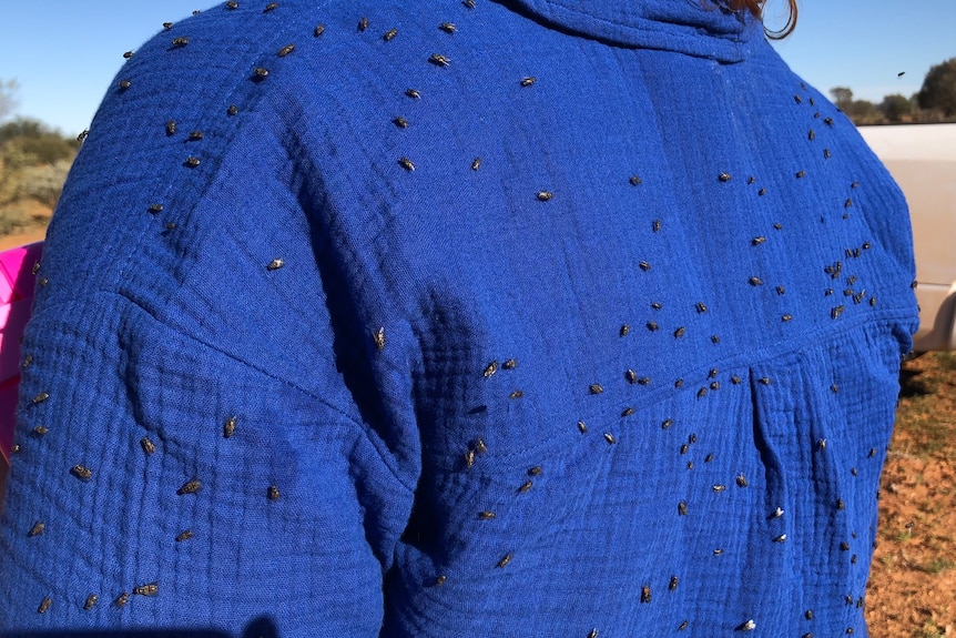 The back of a blue shirt crawling with small bush flies.