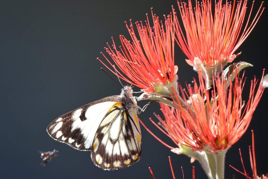 A black and white butterfly sits drinks nectar from a native flower.