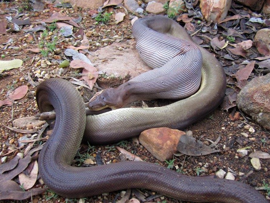 After this meal, the olive python will hide for up to a month, digesting.