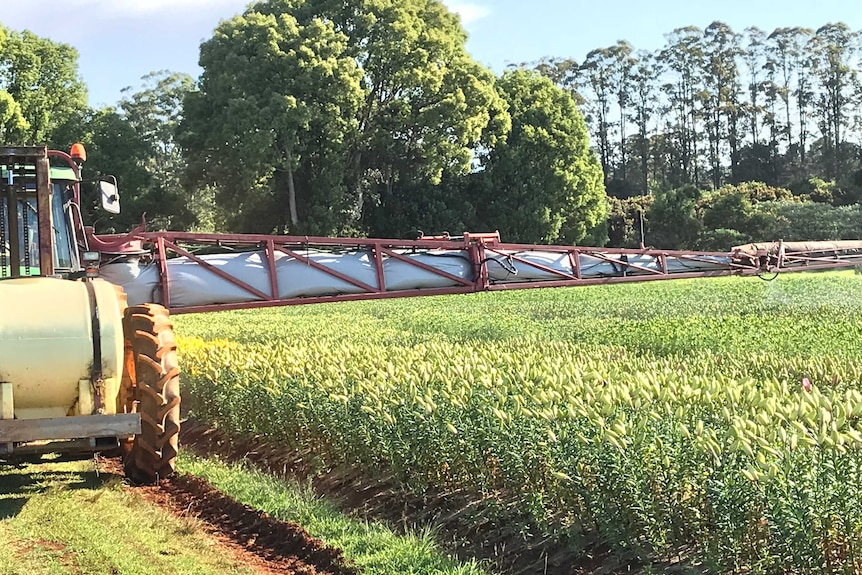 Alstonville flower farm